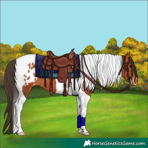 Horse Color:Bay Tobiano Blanket
