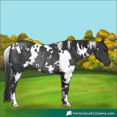 Horse Color:White Spotted Black Rabicano 