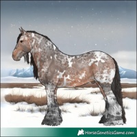 Horse Color:White Spotted Brown Ice Rabicano