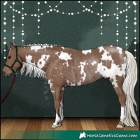 Horse Color:White Spotted Silver Black Rabicano 