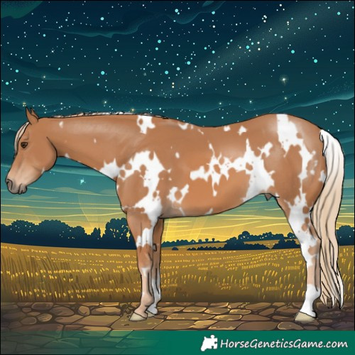 Horse Color:White Spotted Chestnut 