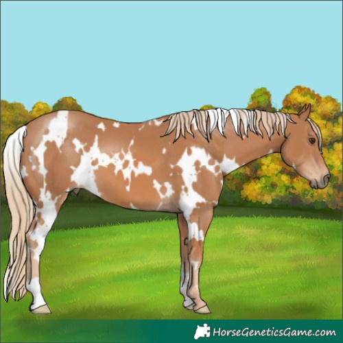 Horse Color:White Spotted Chestnut 
