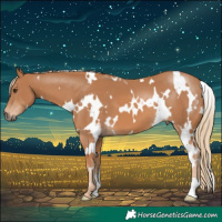 Horse Color:White Spotted Chestnut