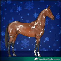 Horse Color:White Spotted Bay Rabicano