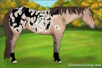 Horse Color:Sable Champagne Ice Appaloosa 