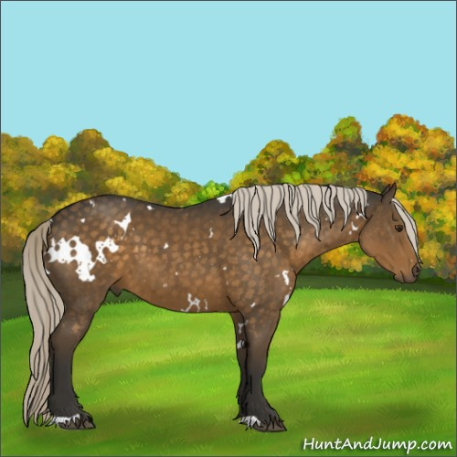Horse Color:White Spotted Chocolate Palomino 