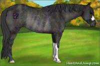 Horse Color:Midnight Blue Onyx Ice Rabicano 