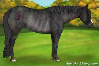 Horse Color:Midnight Blue Onyx Ice Rabicano
