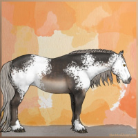 Horse Color:Gray White Spotted Silver Black Sabino Appaloosa 