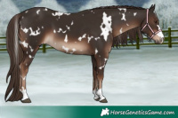 Horse Color:White Spotted Liver Chestnut 