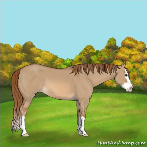 Horse Color:Red Dun Sabino Splash