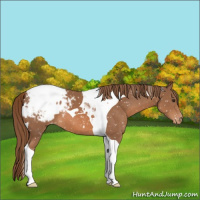 Horse Color:Chestnut Tobiano Appaloosa 
