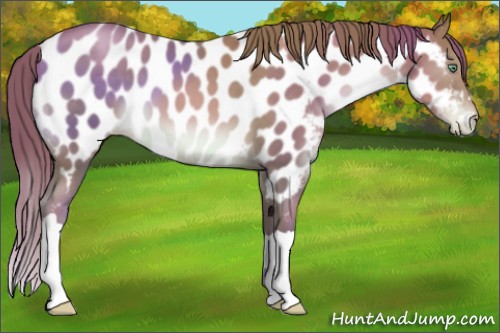Horse Color:Chocolate Brown Pearl Near Leopard 