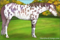 Horse Color:Chocolate Brown Pearl Near Leopard 