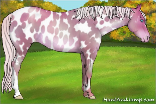 Horse Color:Silver Classic Champagne Pearl Near Leopard 