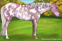 Horse Color:Silver Classic Champagne Pearl Near Leopard 