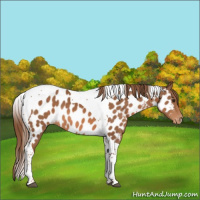 Horse Color:Chestnut Tobiano Appaloosa 