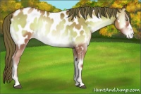 Horse Color:Chocolate Brown Pearl Onyx Near Leopard Rabicano