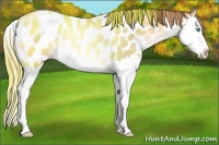 Horse Color:Chocolate Buckskin Pearl Splash Appaloosa Rabicano