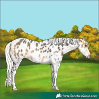 Horse Color:White Spotted Silver Buckskin Appaloosa Rabicano 