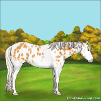 Horse Color:White Spotted Silver Buckskin Appaloosa Rabicano 