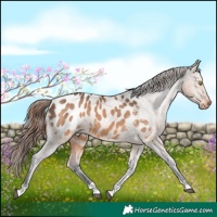 Horse Color:Brown Dun Tobiano Appaloosa