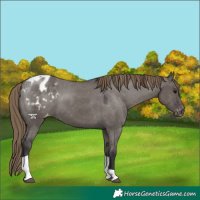 Horse Color:Smoky Grullo Tobiano Appaloosa 