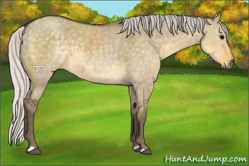 Horse Color:Silver Smoky Grullo 