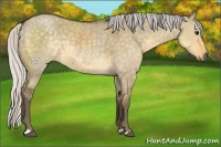Horse Color:Silver Smoky Grullo 