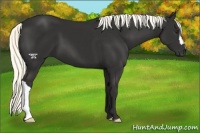 Horse Color:Liver Chestnut Mushroom 