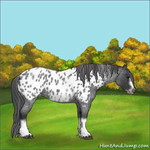 Horse Color:White Spotted Blue Roan Splash Frame Appaloosa 