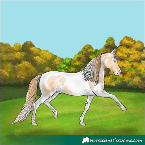 Horse Color:White Spotted Buckskin Pearl Tobiano 