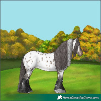 Horse Color:White Spotted Brown Dun Mushroom Appaloosa Rabicano 