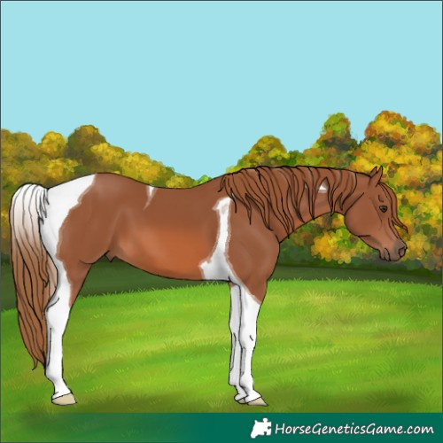Horse Color:Chestnut Tobiano 