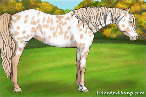 Horse Color:Gold Champagne Frame Appaloosa 
