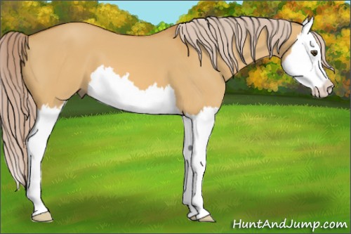 Horse Color:Palomino Dun Splash 