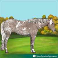 Horse Color:White Spotted Silver Black Ice Rabicano