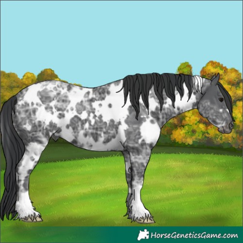 Horse Color:White Spotted Black Ice 