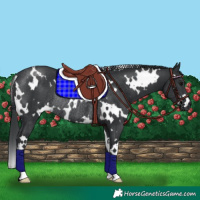 Horse Color:White Spotted Black Rabicano 