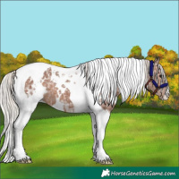 Horse Color:White Spotted Silver Black Ice Tobiano 
