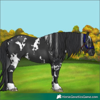 Horse Color:White Spotted Black 