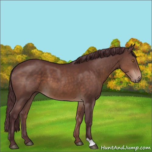 Horse Color:Chocolate Brown 