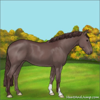 Horse Color:Chocolate Black