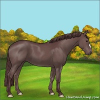 Horse Color:Chocolate Grullo