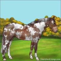 Horse Color:White Spotted Chocolate Brown 
