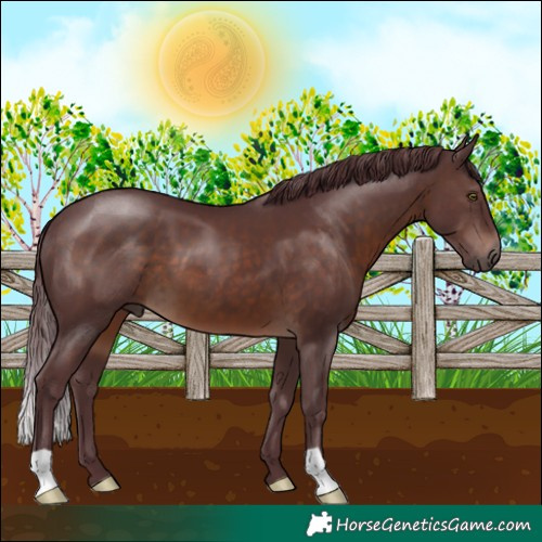 Horse Color:Chocolate Brown