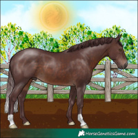 Horse Color:Chocolate Brown 