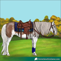 Horse Color:Silver Black Sabino Splash 