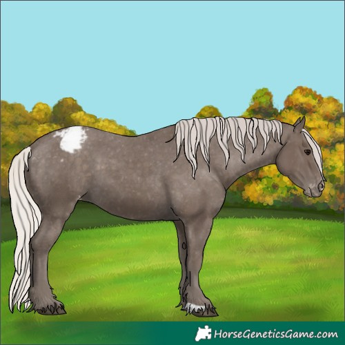 Horse Color:Silver Black Varnish 