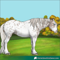 Horse Color:Silver Black Sabino Splash Tobiano Near Leopard